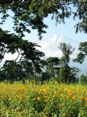 Kilimanjaro view near Moshi