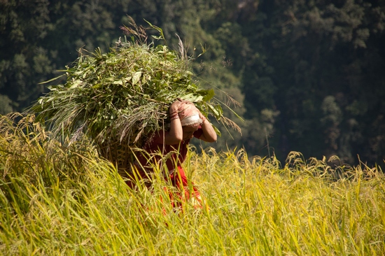 Harvesting in Nepal 