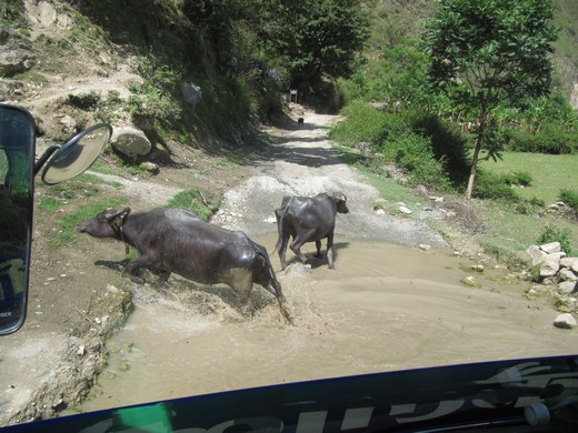 water buffalo scatter as the bus goes through